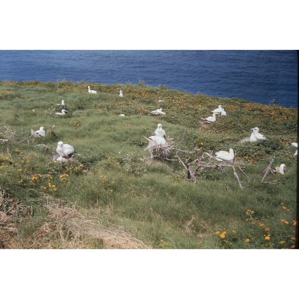 1960s Kodak 35mm Slide Hawaii Travels, gannet nesting colony #2 (5)